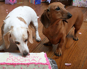 脂肪の味が肥満撃退の鍵？