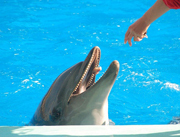 イルカに糖尿病治療の鍵が