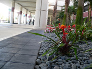 女性ホルモンのリラキシンが急性心不全の症状を著明に改善