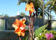 転移性結腸・直腸癌に対するpanitumumabの投与は<em>KRAS</em>変異のない患者で効果的