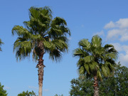 スタチンの新たなベネフィット：静脈血栓塞栓症リスクが著明に低下