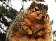 ウイルスが小児肥満の原因？