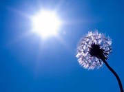 盲目のマウスの視力を復活