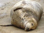 悪い脂肪をよい脂肪に変換？